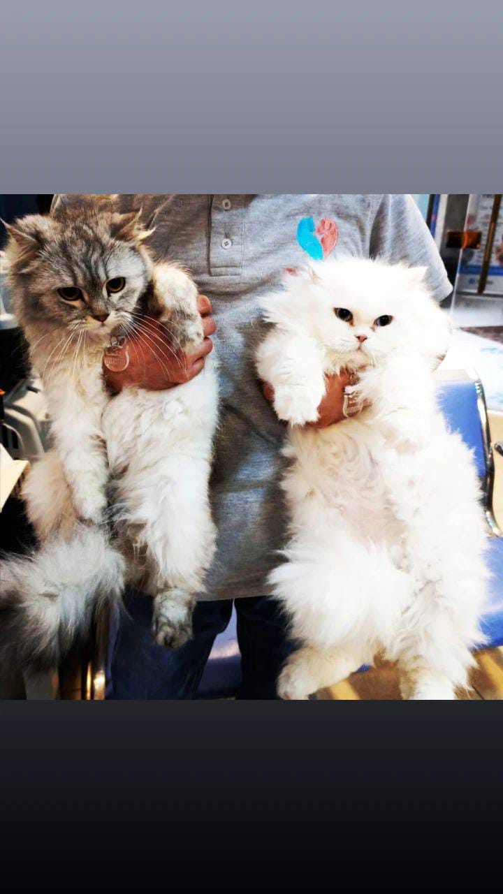 TrueVet Veterinary Clinic | Pet Care in Amman, Jordan
